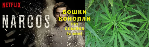прущие грибы Беломорск